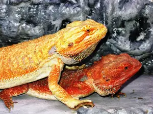 Farbintensive Bartagamen rot und citrus-rot Mix, ca. 25 - 28 cm (Versand möglich) Bild 5