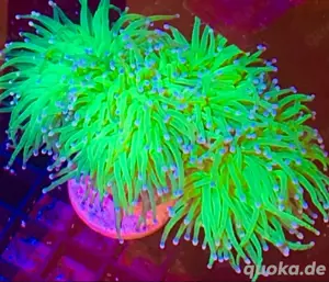Meerwasser Euphyllia Toxic Grün