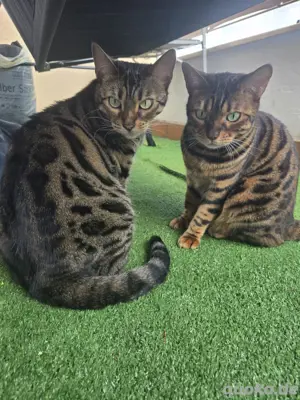 Reinrassige Bengal Katzen weiblich 4 Jahre alt