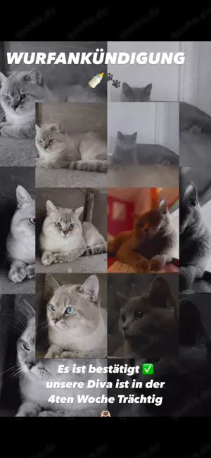 BKH Kitten ( Blue Point )  