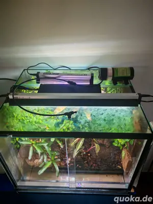Dendrobaten Terrarium 60*50*50cm mit Beregnungsanlage & Beleuchtung Bild 3