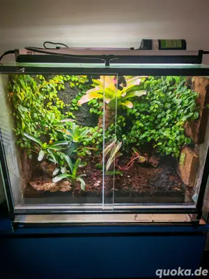 Dendrobaten Terrarium 60*50*50cm mit Beregnungsanlage & Beleuchtung Bild 4