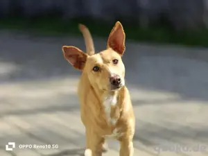 APOLLO    wünscht sich eine eigene Familie