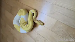 Königspython Banana Piebald Zuchtpaar