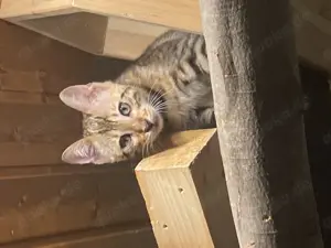 Zwei sehr hübsche Bengal- Katzen zu verkaufen