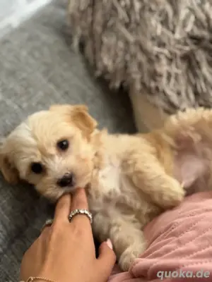 Maltipoo Welpen