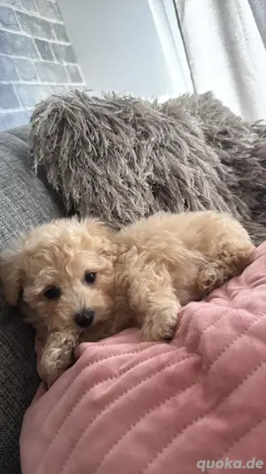 Maltipoo Welpen Bild 5