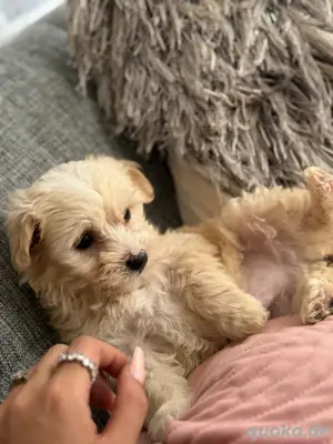 Maltipoo Welpen Bild 2
