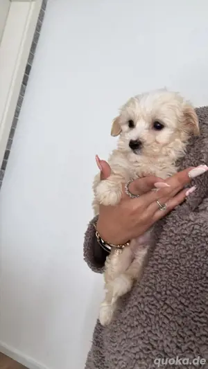 Maltipoo Welpen Bild 3