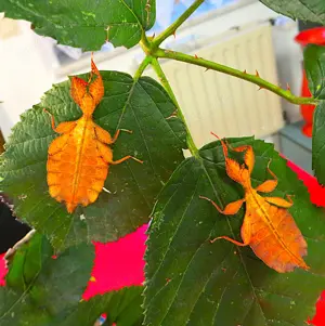 Wandelndes Blatt Wandelnde Blätter Eier von Phyllium philippinicum