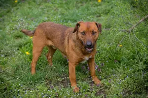 *RUSTY* ist ein freundlicher Rüde