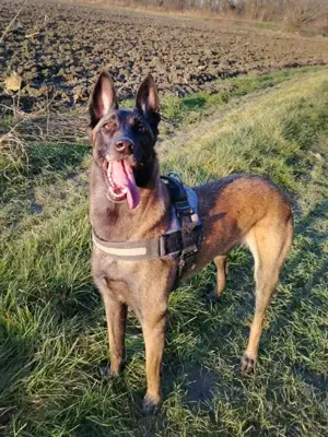 *RA* - Die sehr sanfte, liebe und schüchterne Hündin sucht Kenner ihrer Rasse