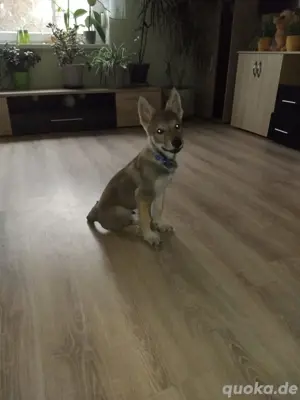Tschechoslowakische Wolfhunde