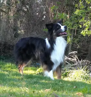 Australian Shepherd erfahrener  Deckrüde (Red factored) Bild 6