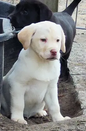Wir haben ab sofort super süße Labrador Welpen in den Farben hell beige, silber und braun abzugeben.
