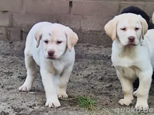 Wir haben ab sofort super süße Labrador Welpen in den Farben hell beige, silber und braun abzugeben.