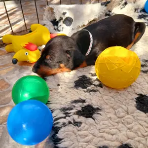  Manchester Terrier Welpen Abgabebereit 