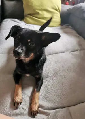 Zwergpinscher Mischling 