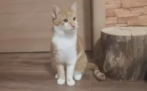 Garfield - Schönheit sucht Familie