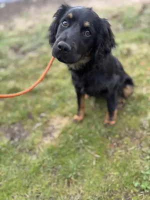 Hübscher Cocker Spaniel Mischling Junghund Bueno