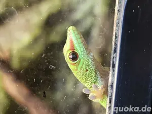 Phelsuma Grandis 