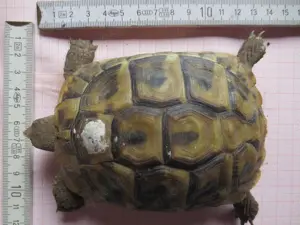 landschildkröten aus 2021