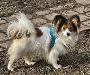 Papillon Junghündin sucht ihre neue Familie 