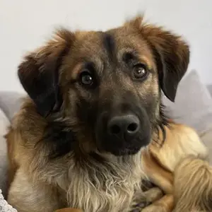 Strolch, geb. ca. 04 2024, lebt auf einer Pflegestelle in 71272 Renningen