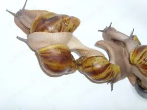 Archachatina marginata ovum, 7-8 cm, Achatschnecken, Schnecken, Achatina