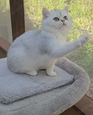 BKH Kitten mit Stammbaum zwei mädels 