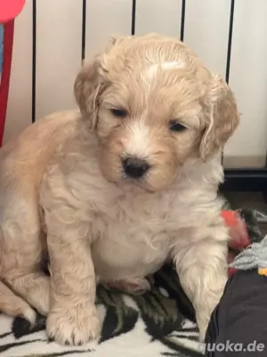 Medium Goldendoodle