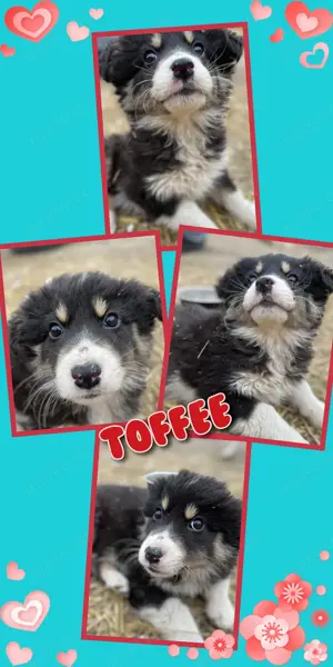 zuckersüßer Welpenjunge "Toffee" sucht ein schönes Zuhause