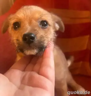 jackrussel Malteser mischlings welpen