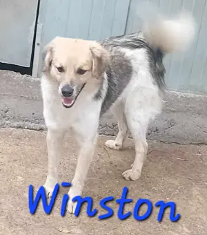 Winston will auch eine Familie für immer Bild 3