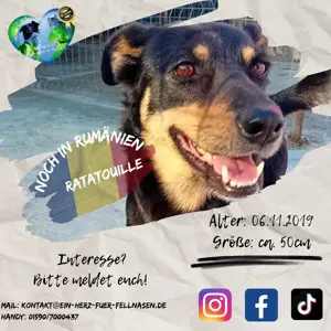 Kleine Ratatouile such warmes Körbchen Bild 8