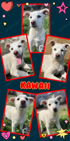 Süßer Kawaii auf Körbchensuche!