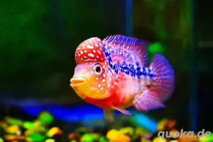 Flowerhorn Pärchen 3 Color& Goldbase 