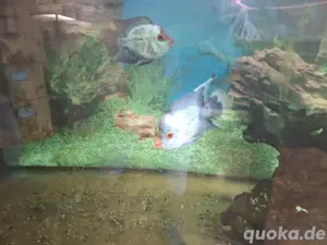 Flowerhorn Thai silk (Blue Diamond) Pärchen