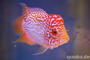 Flowerhorn Gold Base Männchen 