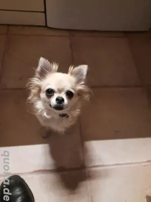 Chihuahua 