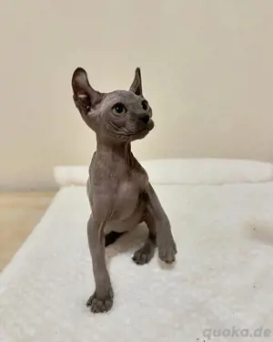 Liebende kanadische Sphynx-Kätzchen Kontakt über WhatsApp= 4  9  15213434302 