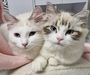 zwei reinrassige ragdoll Katzen. mit sehr viel Zubehör nur zusammen für 1000  Festpreis.