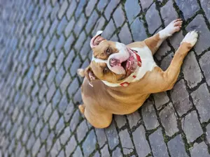 Hallo wir müssen uns leider von unserem Hund trennen 