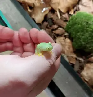 Hyalinobatrachium fleischmanni - Glasfrosch aus Mittelamerika