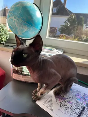 Sphynx Kater in erfahrene Hände abzugeben.