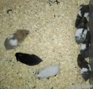Goldhamster 