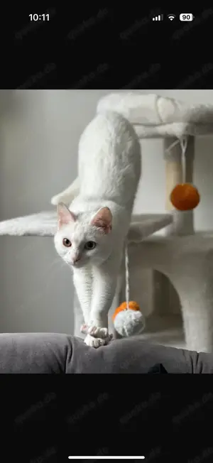 Türkische Van Katze