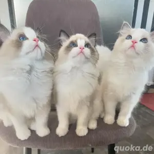 Ragdoll-Kätzchen verfügbar