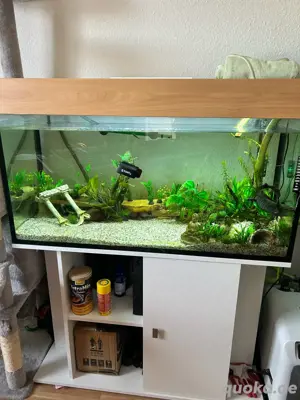 axolotl mit allem drum und dran