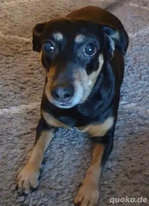 Suche Dackel Pinscher Mix 